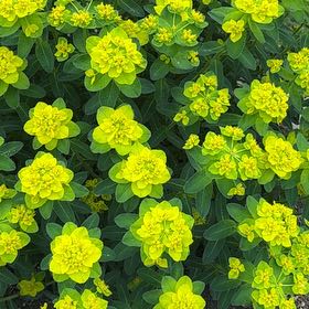 Photo of the plant species Cushion Spurge by @ProKinnikinnick named Muhammad Ali on Greg, the plant care app