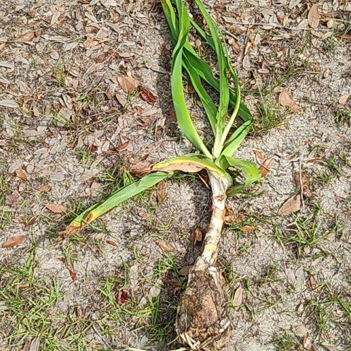 Photo of the plant species Twistleaf Yucca by @JoyfulFlyagaric named McKinley on Greg, the plant care app