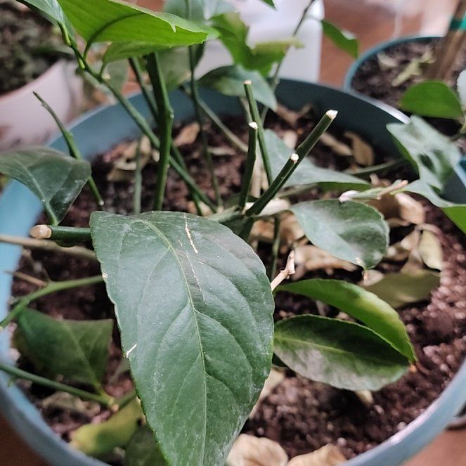 Photo of the plant species Meyer Lemon Tree by @HardyAzurebluet named Tupot amaroot on Greg, the plant care app