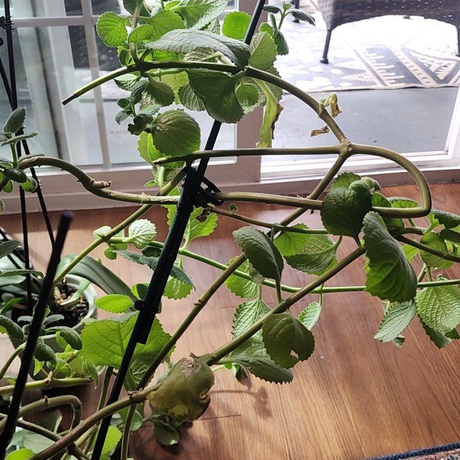 Photo of the plant species Oregano by @HardyAzurebluet named Sproutacus on Greg, the plant care app