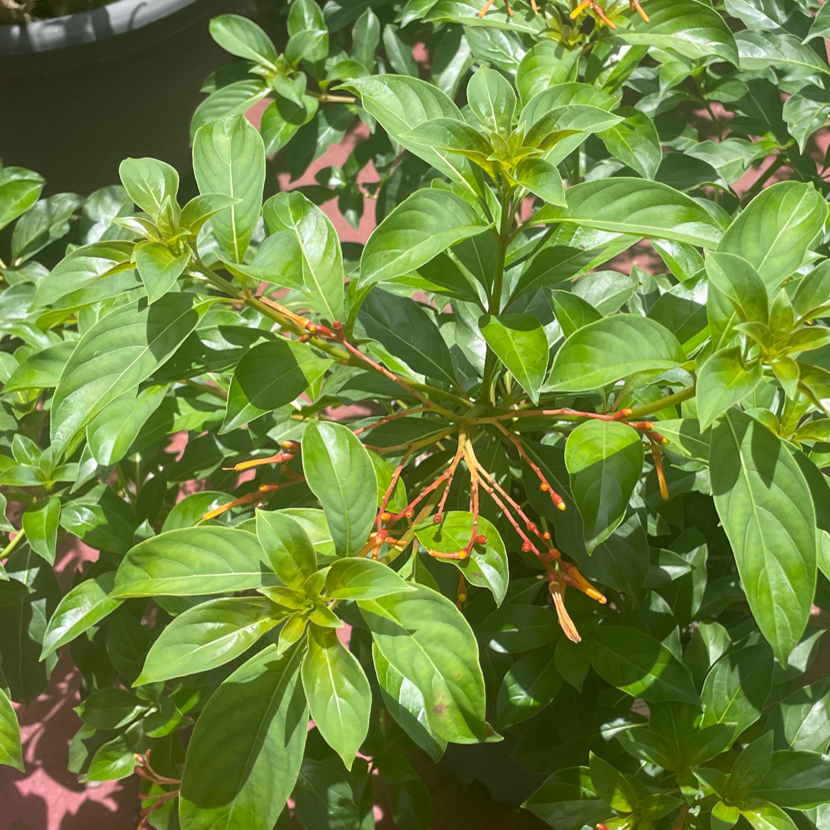 Photo of the plant species Firebush Dwarf by @RichSitkaspruce named Daphne on Greg, the plant care app