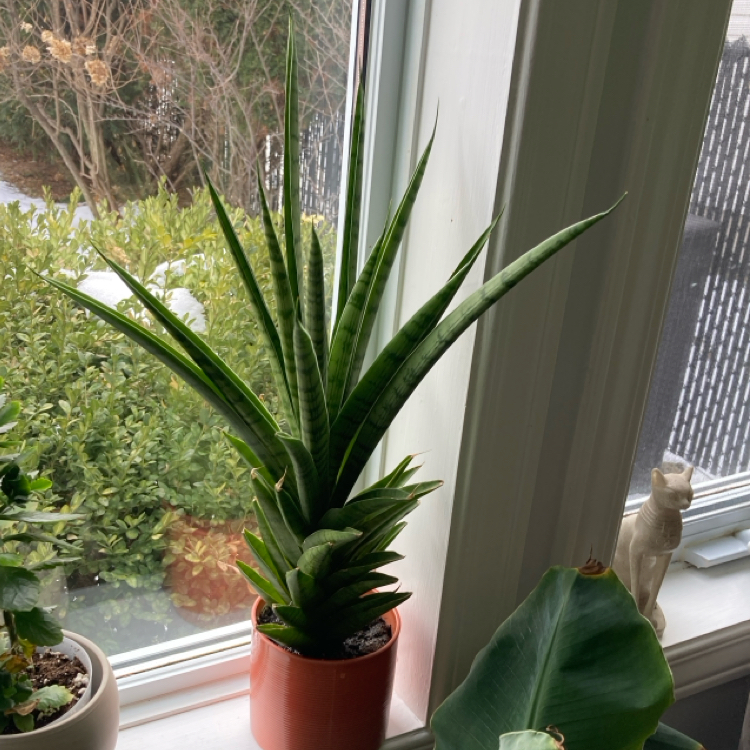 Photo of the plant species Tough Lady Snake Plant by @HunkyCowpoison named Margaret Thatcher on Greg, the plant care app
