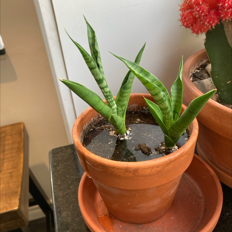 Photo of the plant species Tough Lady Snake Plant by @HunkyCowpoison named Kendall on Greg, the plant care app