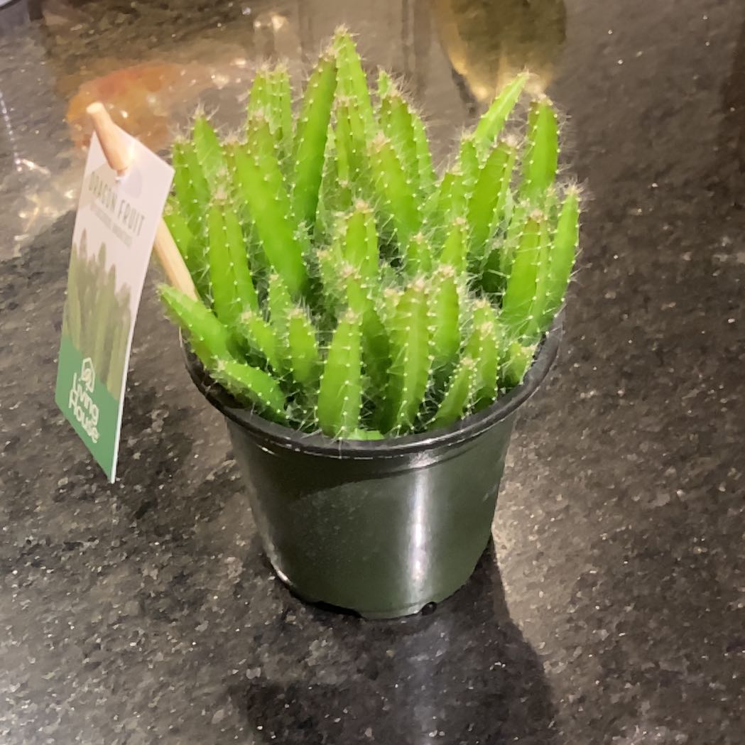 Photo of the plant species Macho Milano by @HunkyCowpoison named Ulysses S Plant on Greg, the plant care app