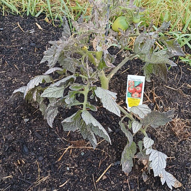 Photo of the plant species Tomato by @PerkyMosaicaloe named Xena Girl on Greg, the plant care app