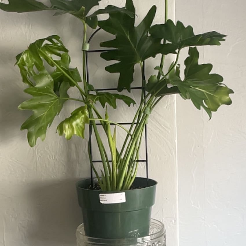 Photo of the plant species Little Holpe Philodendron by @Paigeon9 named Wiggly guy on Greg, the plant care app