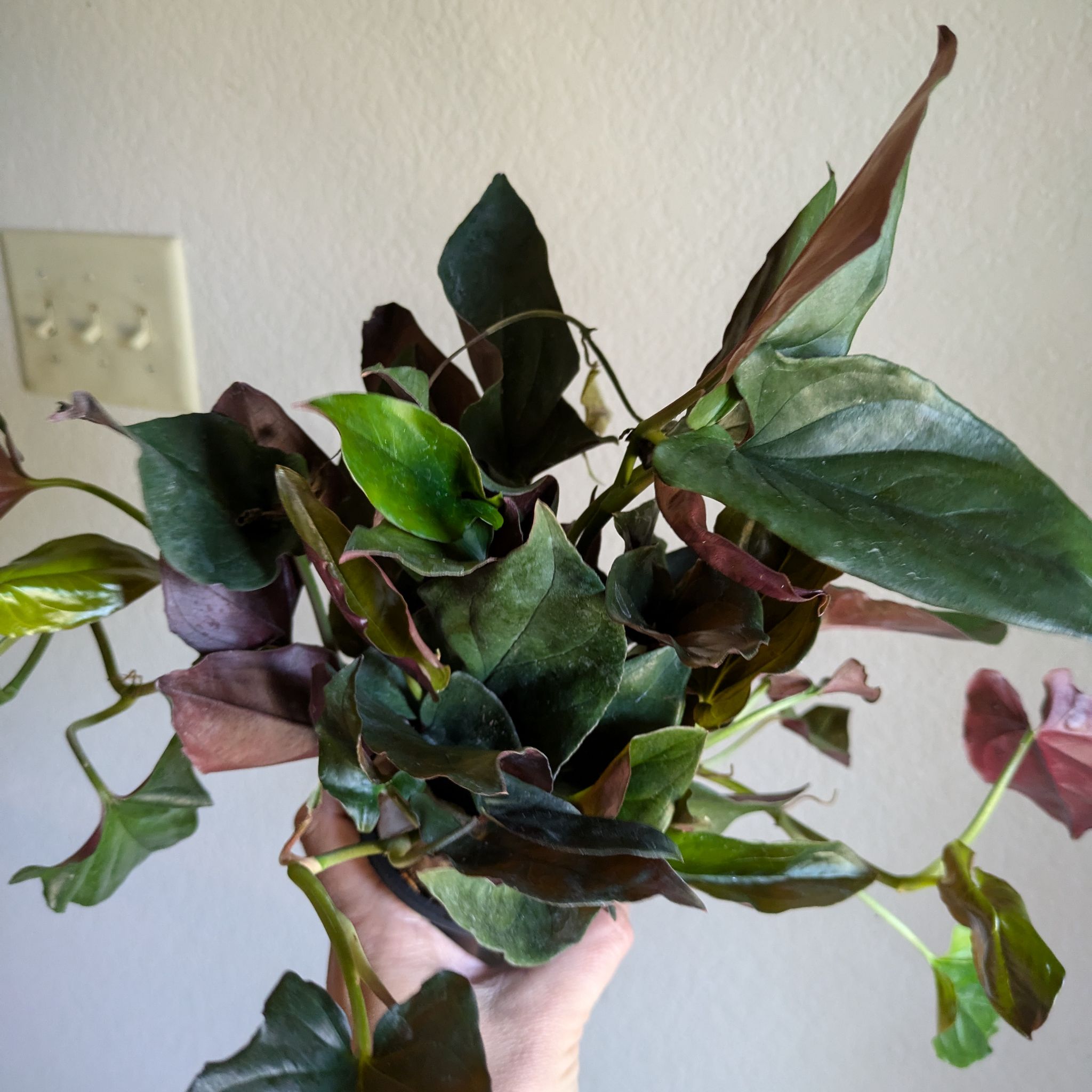 Photo of the plant species syngonium llano carti by @WizardSoursop named Sahara on Greg, the plant care app