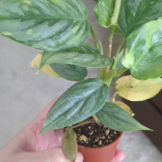 Photo of the plant species Philodendron variegated by @WizardSoursop named Huckleberry Fern on Greg, the plant care app