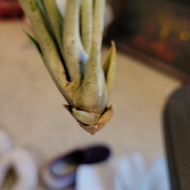 Photo of the plant species Sego Lily by @SuaveWildrice named Lola on Greg, the plant care app