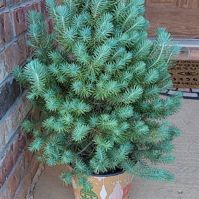 Photo of the plant species Stone Pine by @SunnyOtanthus named Khloe Kardashian on Greg, the plant care app