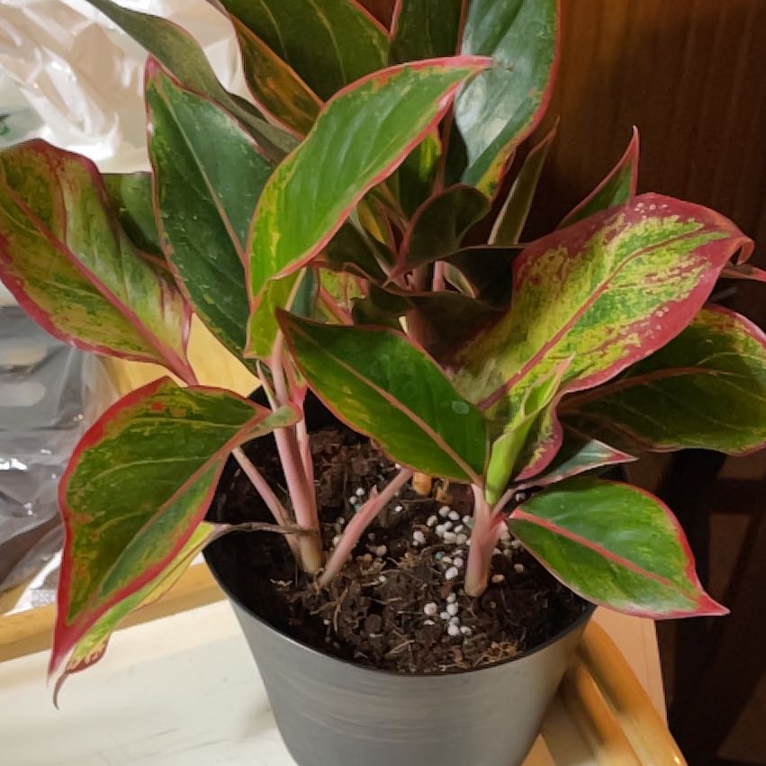 Photo of the plant species Aglaonema 'Red Emerald' by @BuoyantCowshorn named Red Emerald on Greg, the plant care app