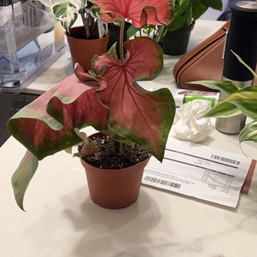 Photo of the plant species Caladium 'Florida Sweetheart' by @CalmTigerjade named Bella on Greg, the plant care app