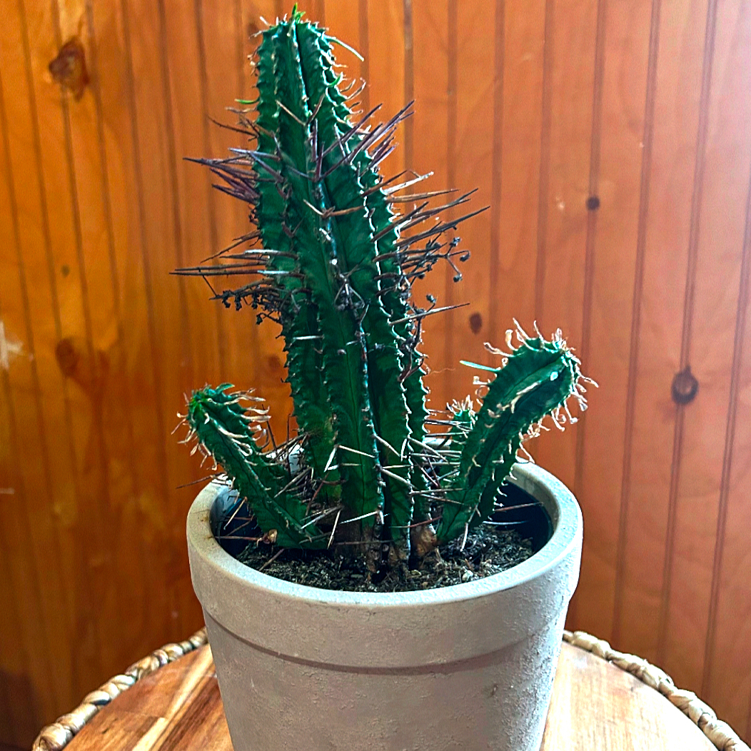 Photo of the plant species Spiny Milk Barrel by @RosiePosie named Nithin on Greg, the plant care app