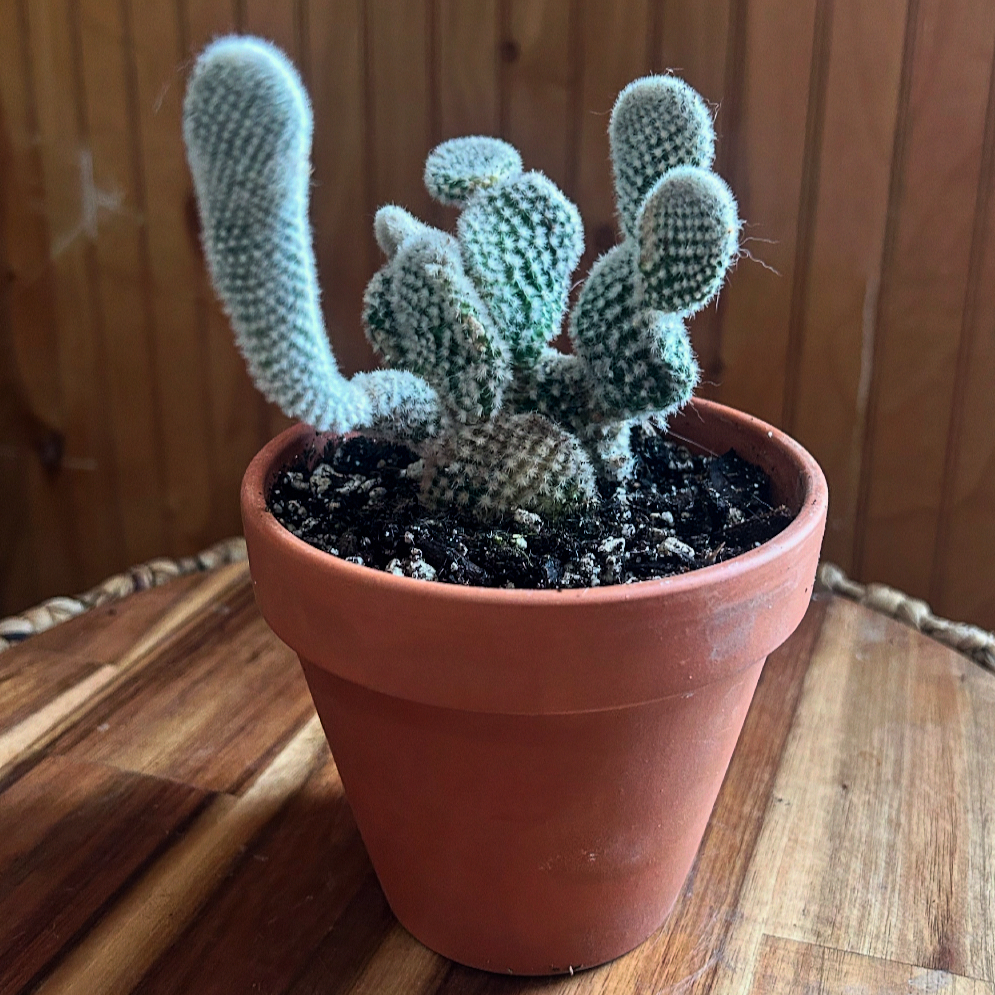 Photo of the plant species Opuntia microdasys albata by @RosiePosie named Delilah on Greg, the plant care app