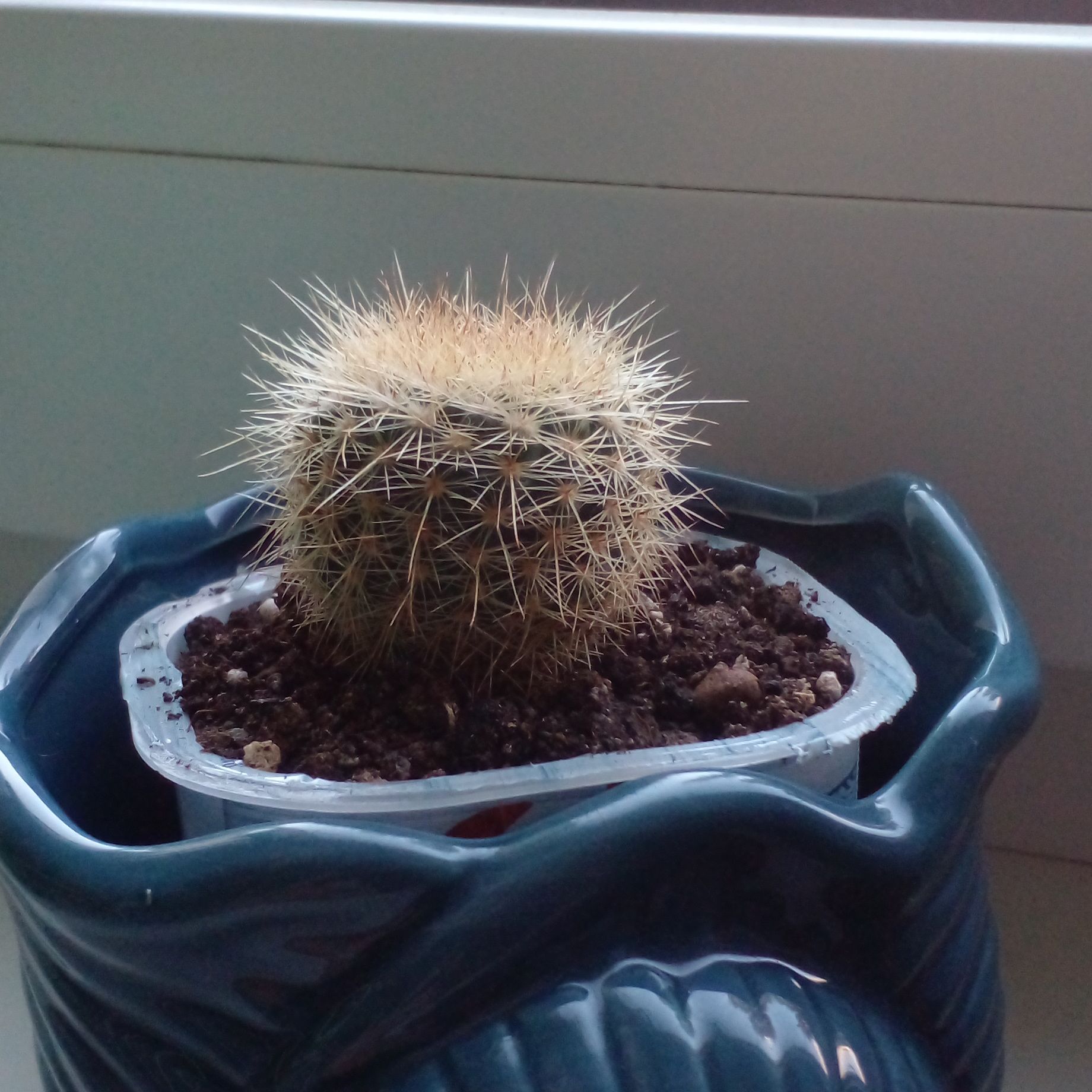 Photo of the plant species Parodia chrysacanthion by @dairewinter named Пушистик on Greg, the plant care app