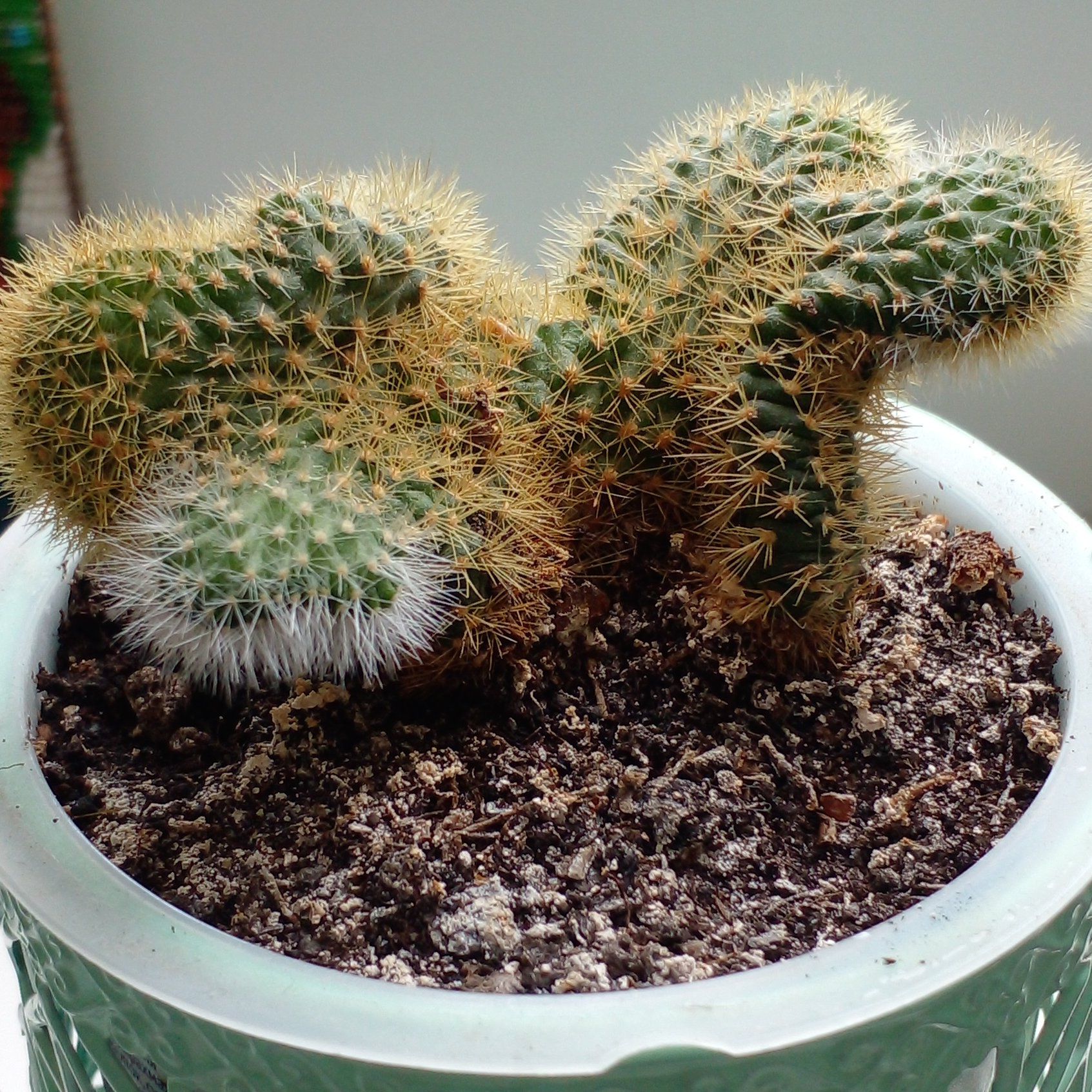Photo of the plant species Crested Golden Rat Tail by @dairewinter named Forrest on Greg, the plant care app