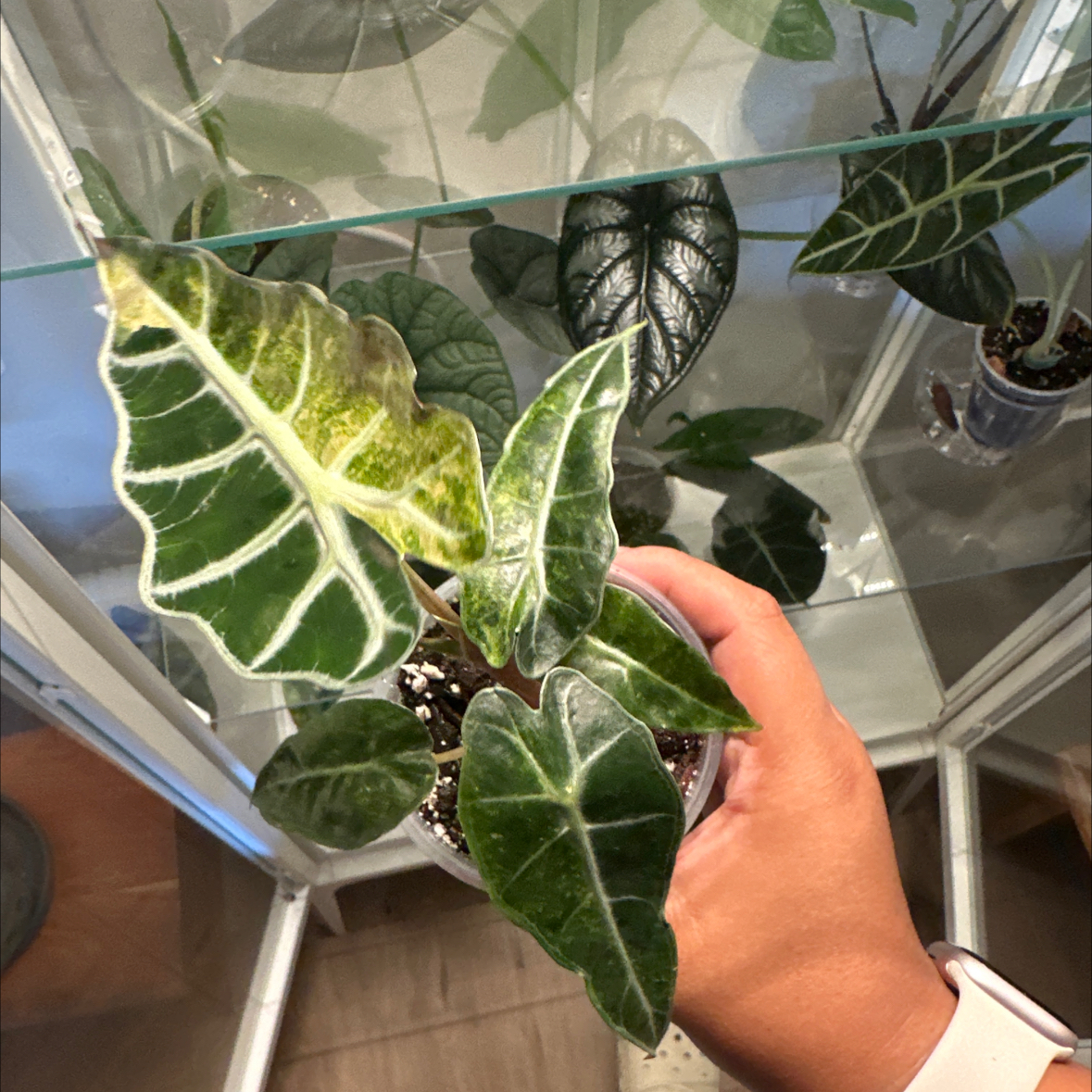 Photo of the plant species Alocasia Polly Variegated by @Emelysplants named Alocasia Polly Vari on Greg, the plant care app