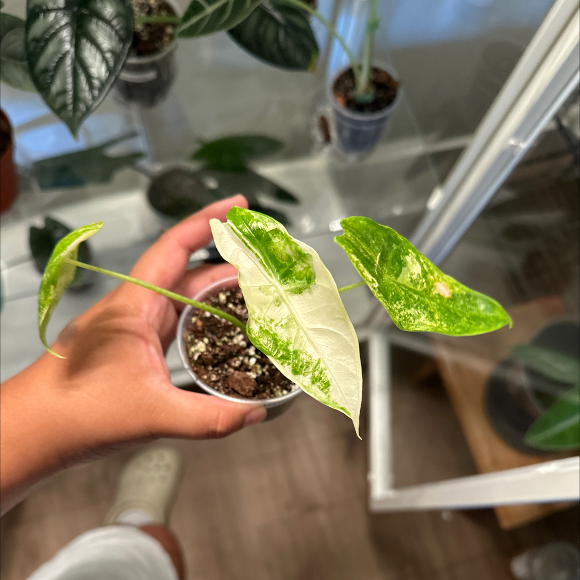 Photo of the plant species Alocasia longiloba variegated by @Emelysplants named Alocasia  longiloba variegated on Greg, the plant care app