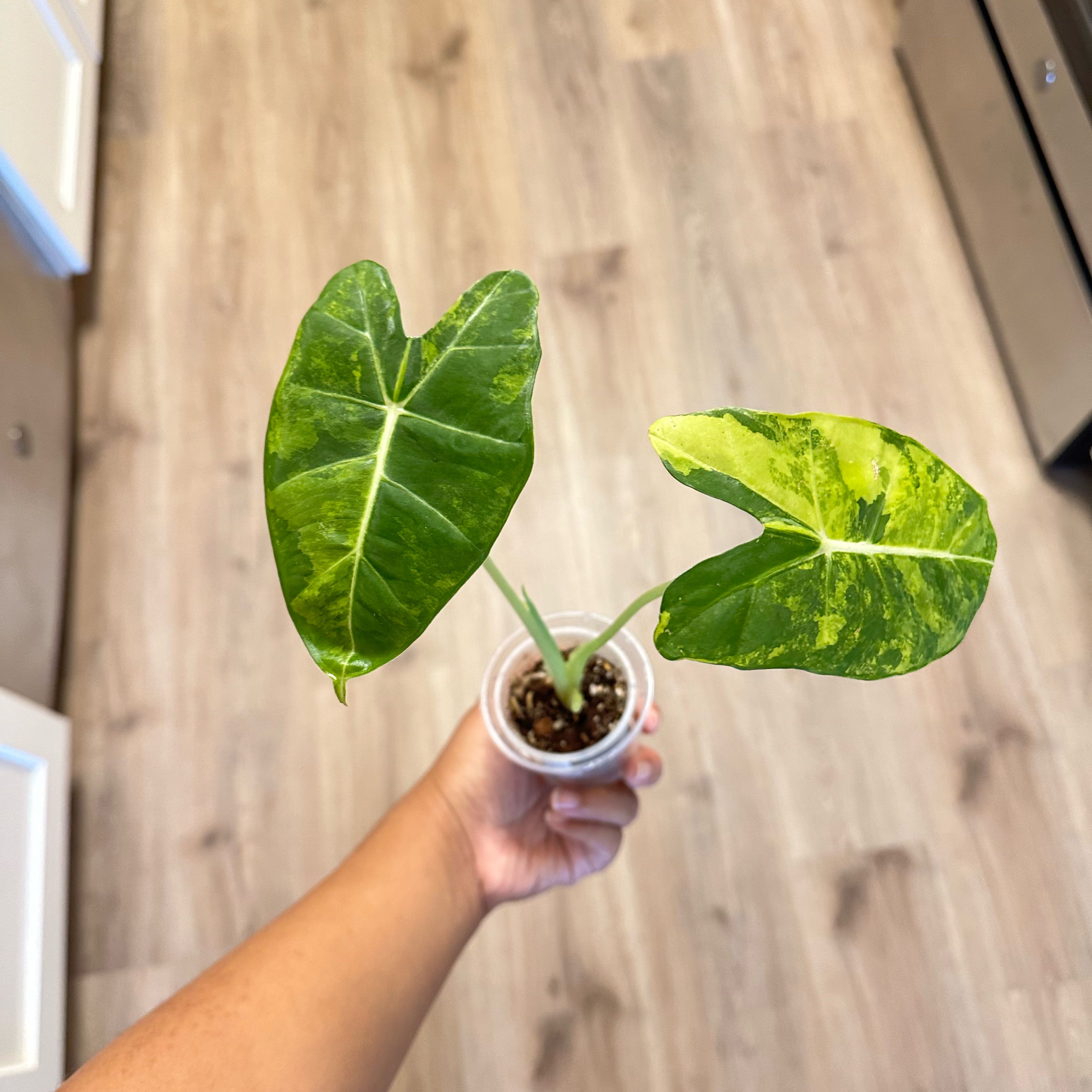 Photo of the plant species Alocadia Frydek Aurea by @Emelysplants named Alocasia frydek aurea on Greg, the plant care app