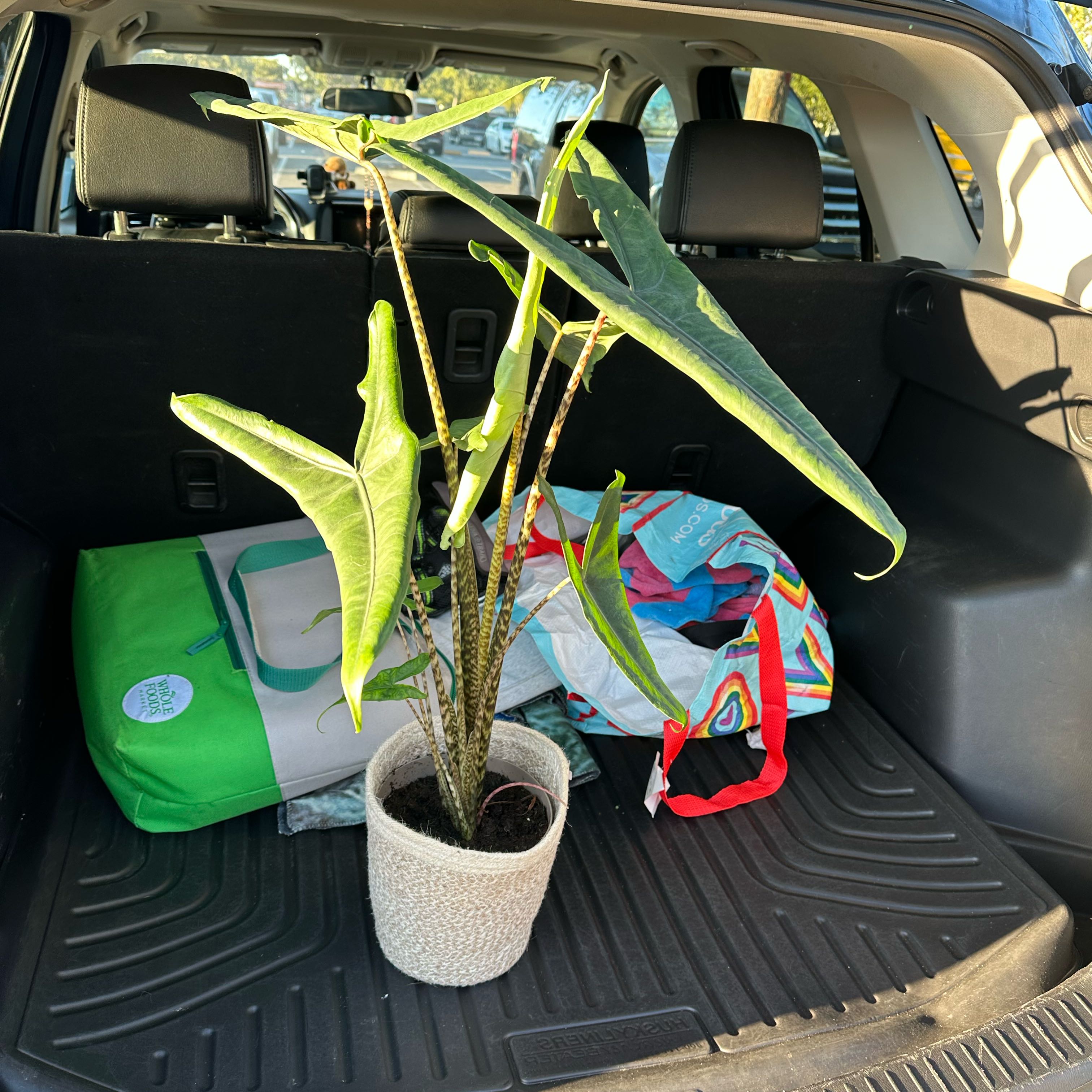 Photo of the plant species Alocasia tigrina by @Emelysplants named Tigrina on Greg, the plant care app