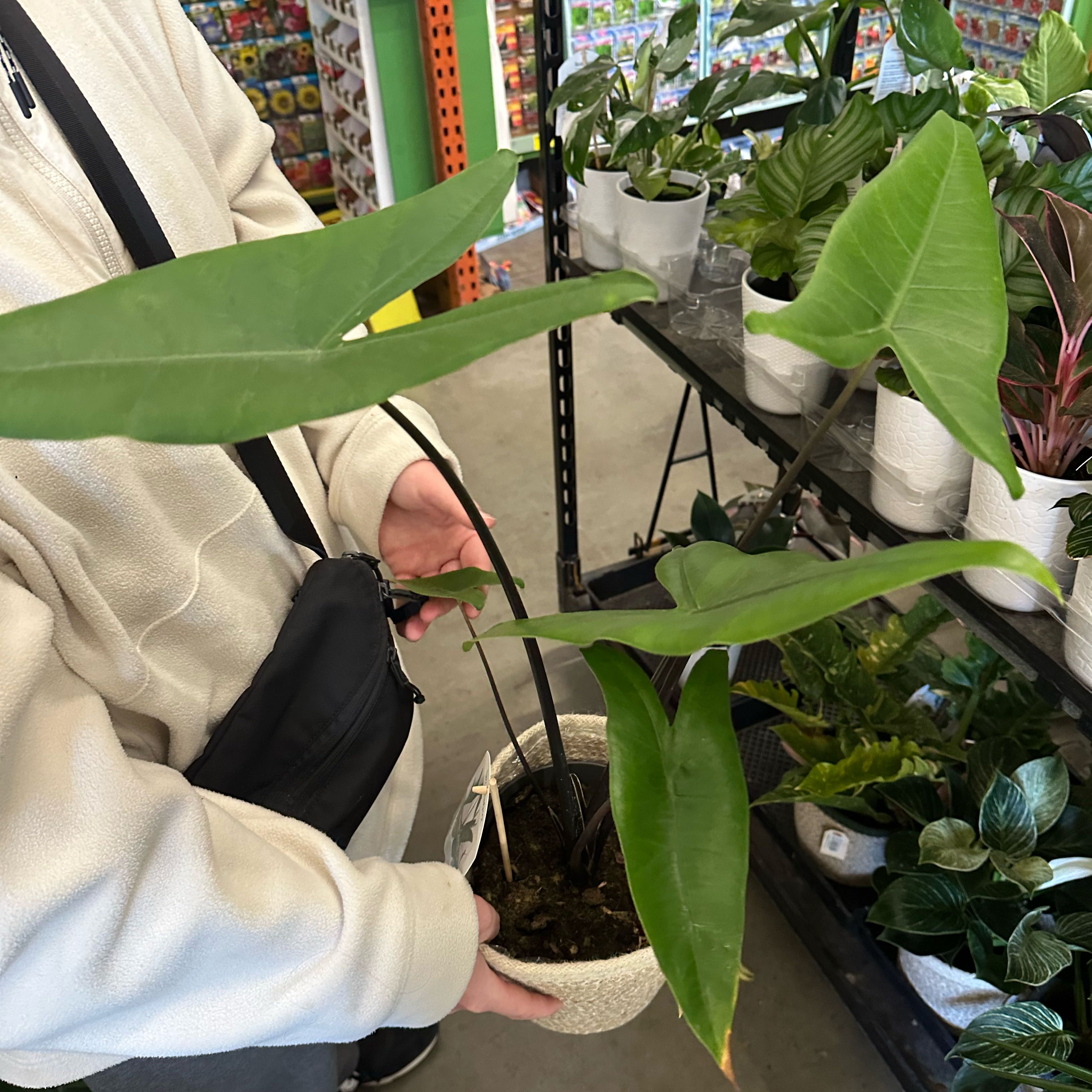 Photo of the plant species alocasia black zebrina by @Emelysplants named Zebrina black stem on Greg, the plant care app
