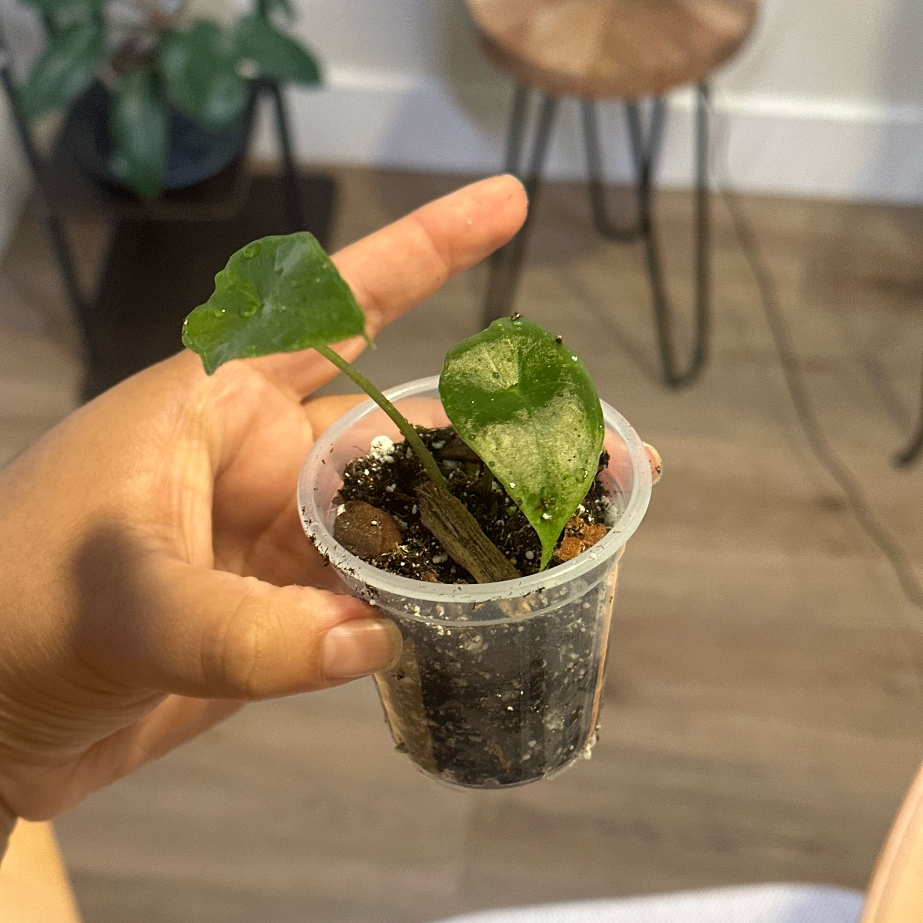 Photo of the plant species Alocasia 'Ebony' by @Emelysplants named Ebony on Greg, the plant care app