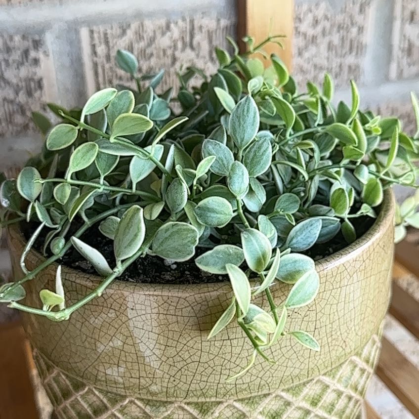Photo of the plant species Dischidia 'Green Cascade' by @UpliftedBlue named Muhammad Ali on Greg, the plant care app
