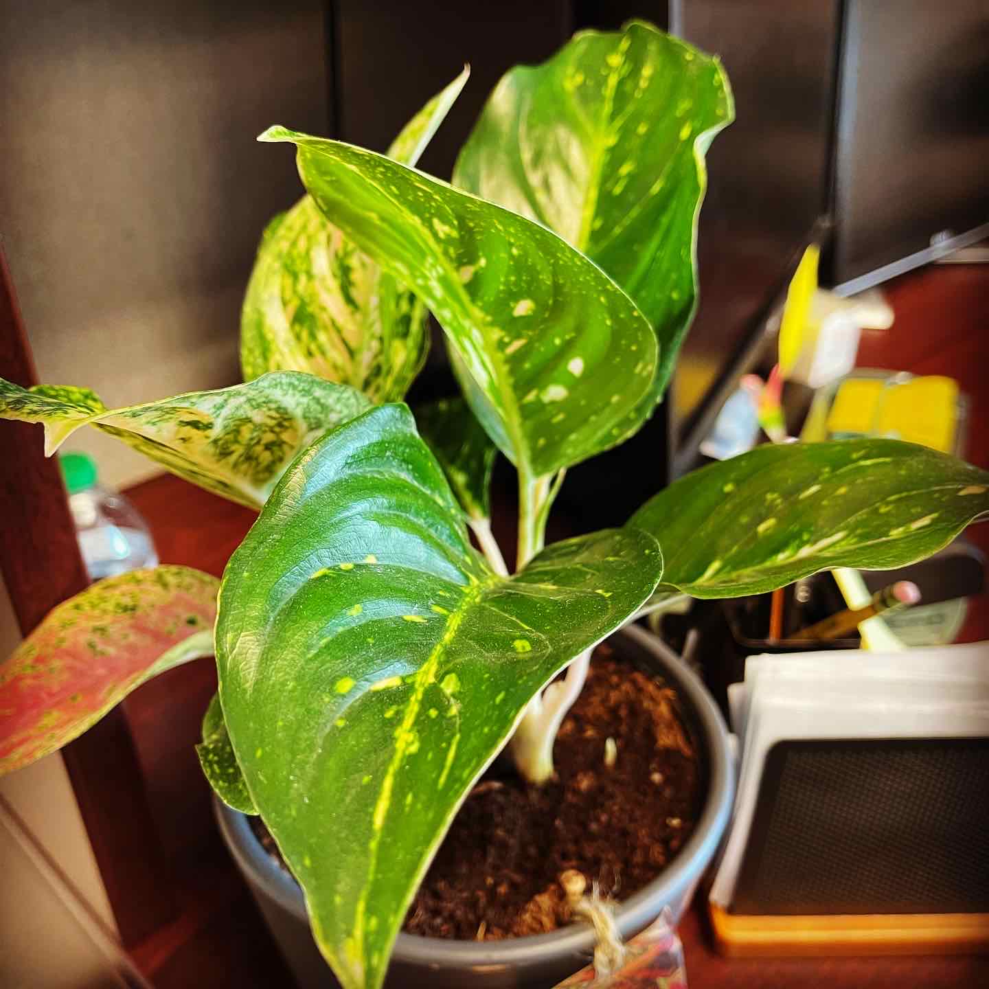 Aglaonema 'Sparkling Sarah' plant with vibrant green leaves and yellow speckles in a pot.