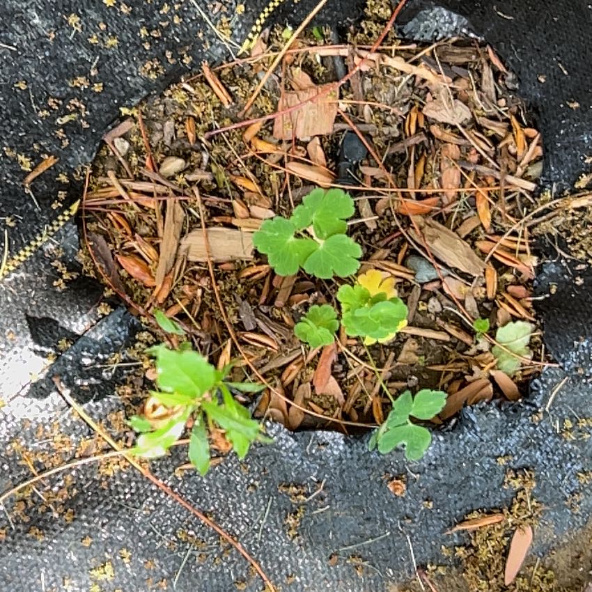 Photo of the plant species Smallflower Buttercup by @BentonRye named Fernie Saunders on Greg, the plant care app
