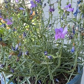 Photo of the plant species Bunchleaf Penstemon by @UltraImpatiens named Margarita BOP on Greg, the plant care app