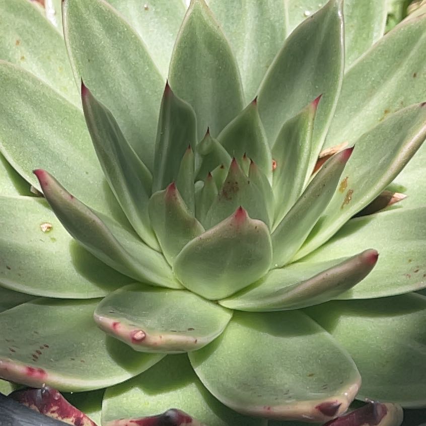 Photo of the plant species Wax Agarve by @UltraImpatiens named Delilah Agave on Greg, the plant care app