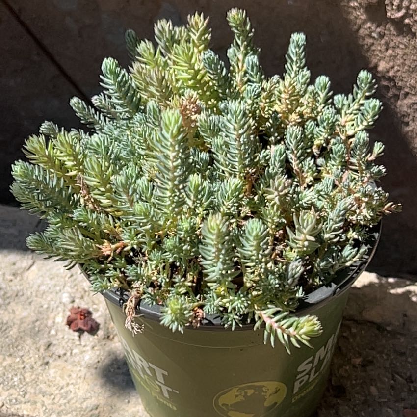 Photo of the plant species Sedum reflexum 'Blue Spruce' by @MasterfulMira named Walt on Greg, the plant care app