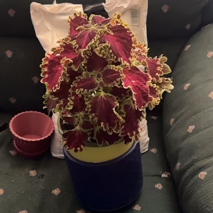 Photo of the plant species Solar Flare by @PromisingPeyote named Kobe on Greg, the plant care app