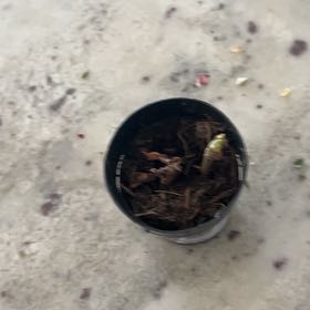 Photo of the plant species Copper Rose by @Huh named Joe on Greg, the plant care app