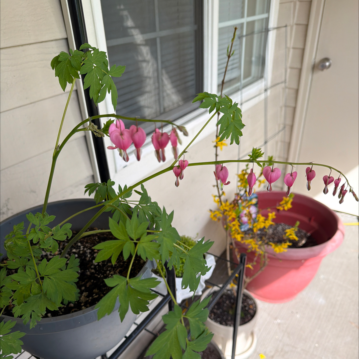 Photo of the plant species Bleeding Heart by @zambiers named Eva on Greg, the plant care app