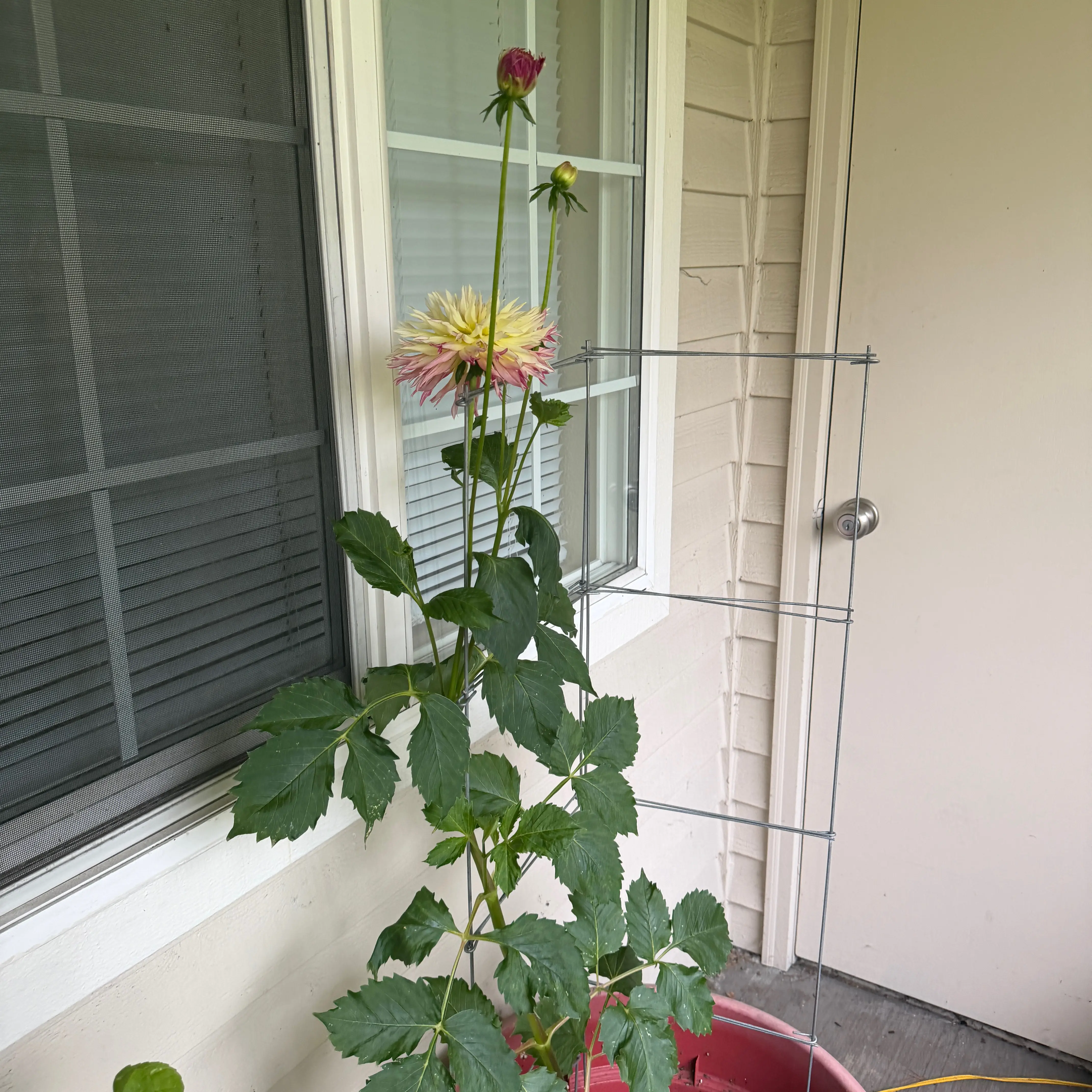 Photo of the plant species Dahlia 'Caproz Josephine' by @zambiers named Kobe on Greg, the plant care app
