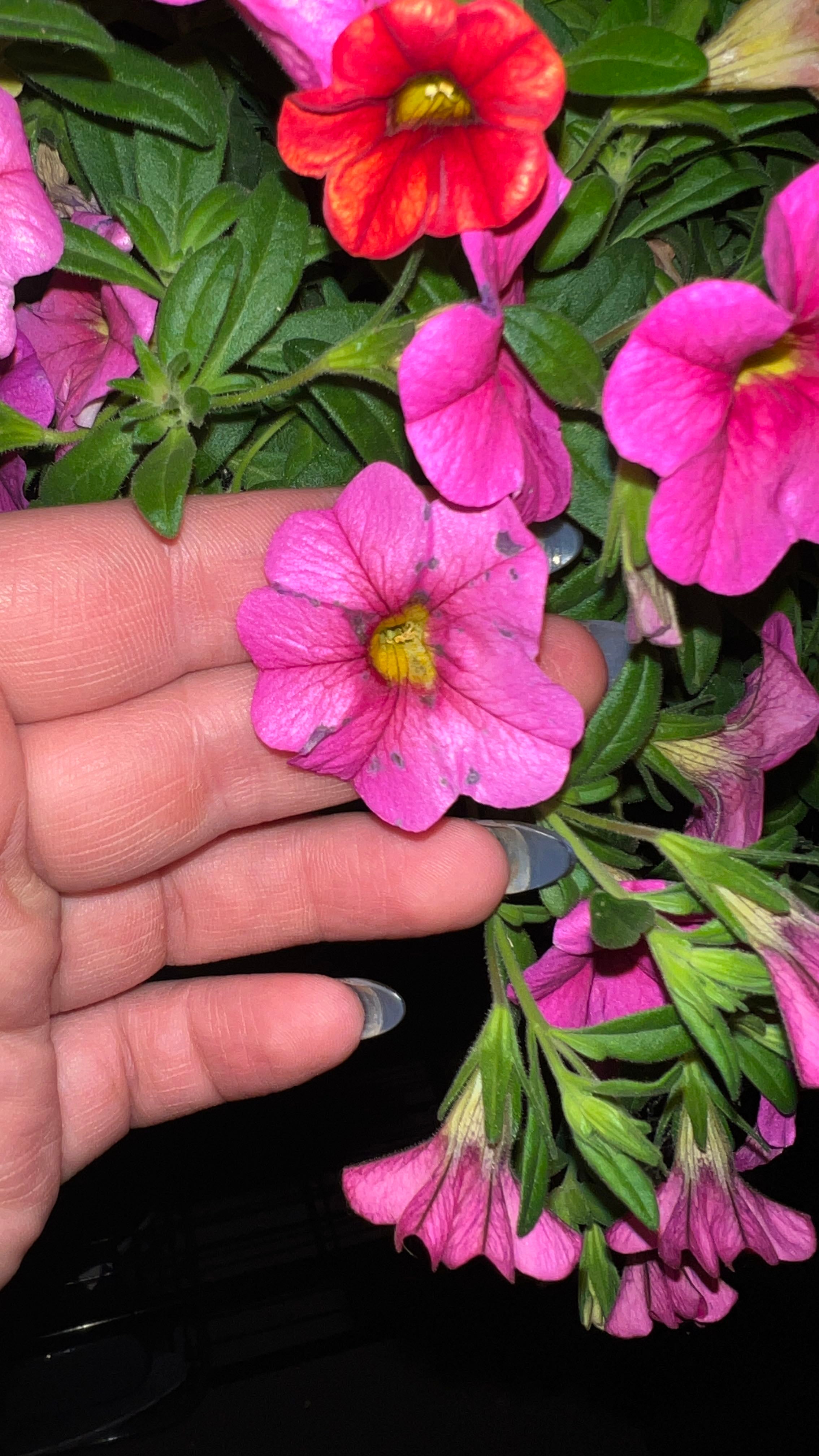How to Care for Calibrachoa 'Mini Famous Double PinkTastic' Mastering