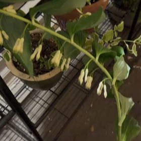 Photo of the plant species Common Solomon's Seal by @zambiers named Seal Pup on Greg, the plant care app