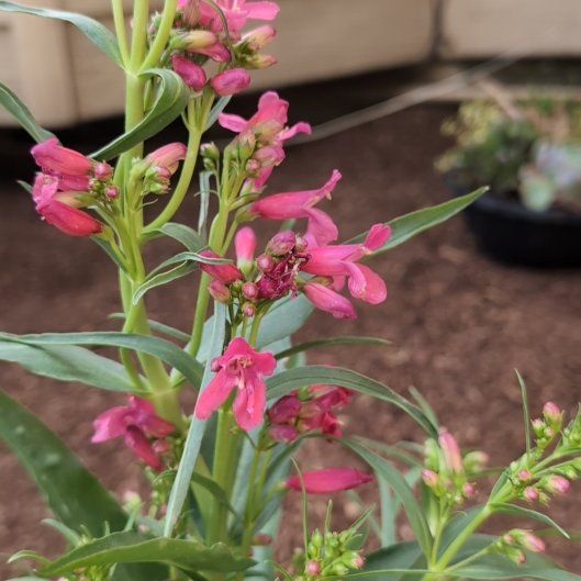 Photo of the plant species Beardlip Beardtongue by @SuitableShallot named Baesil on Greg, the plant care app