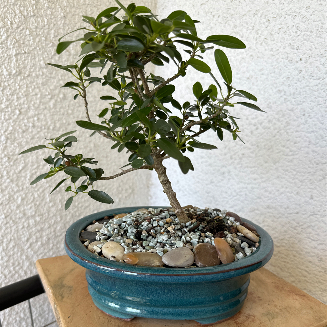Photo of the plant species South African Fig by @ModestAglaonema named Ficus Fig - Sebastopol on Greg, the plant care app