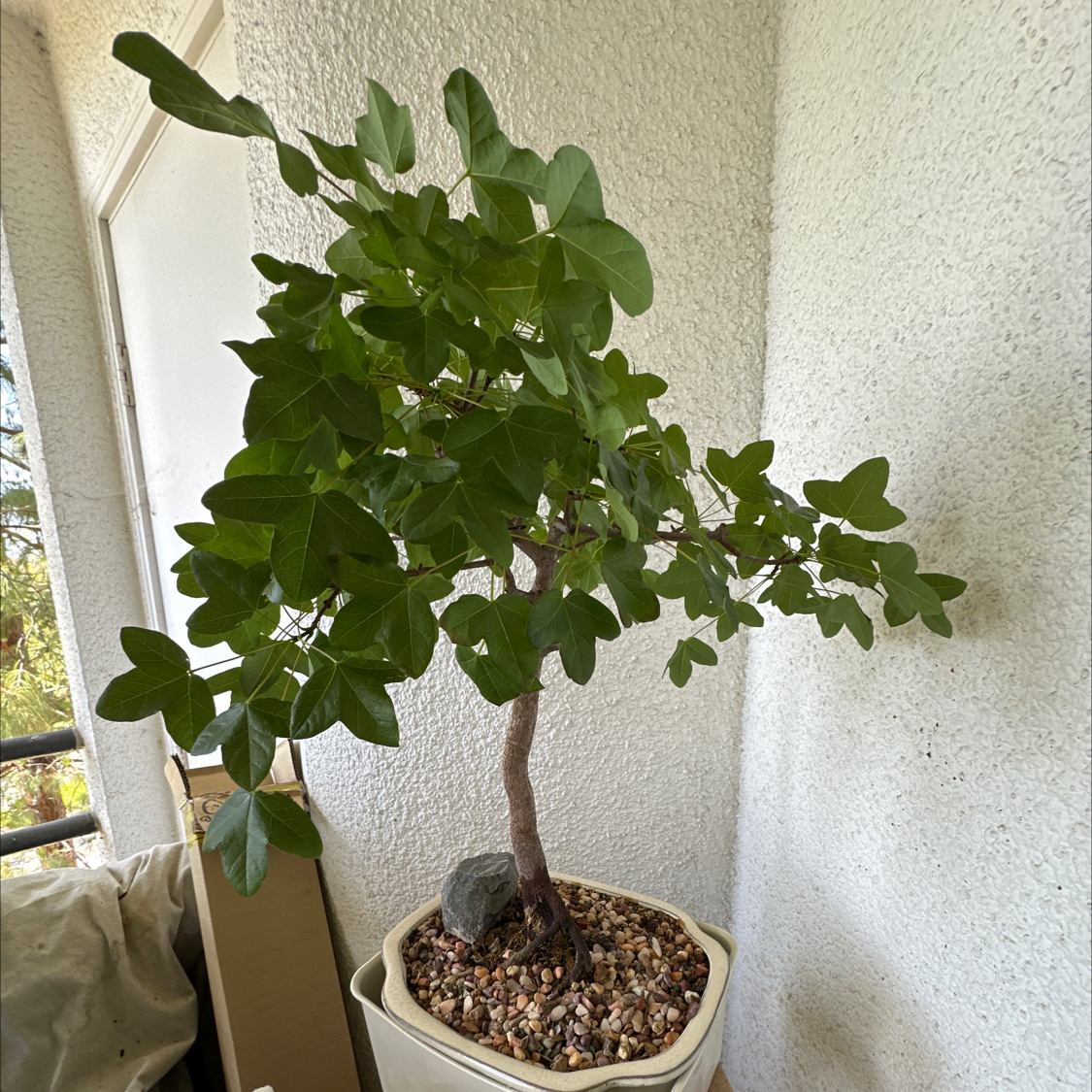 Photo of the plant species Montpellier Maple by @ModestAglaonema named French Montpelier - Sebastopol on Greg, the plant care app