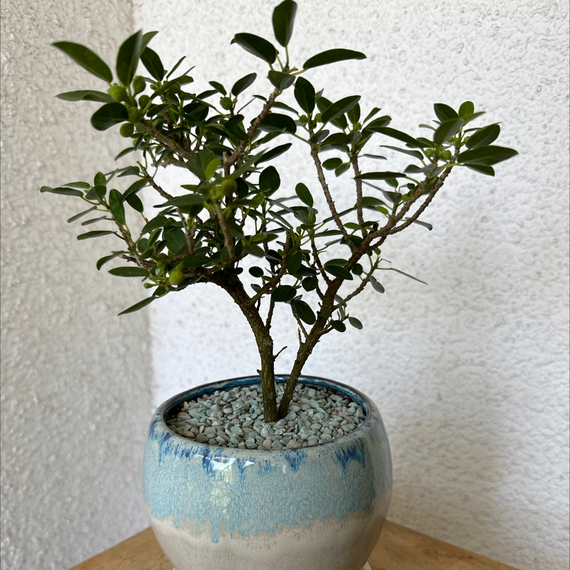 Photo of the plant species South African Fig by @ModestAglaonema named Ficus Cream - Sebastopol on Greg, the plant care app