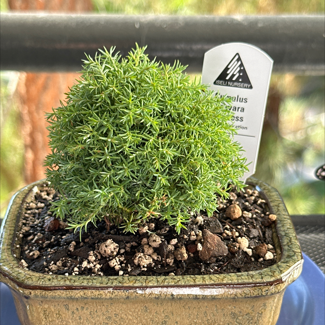 Photo of the plant species Sawara cypress by @ModestAglaonema named Cumulus Sawara Cypress - San Mateo Golden Nursery on Greg, the plant care app