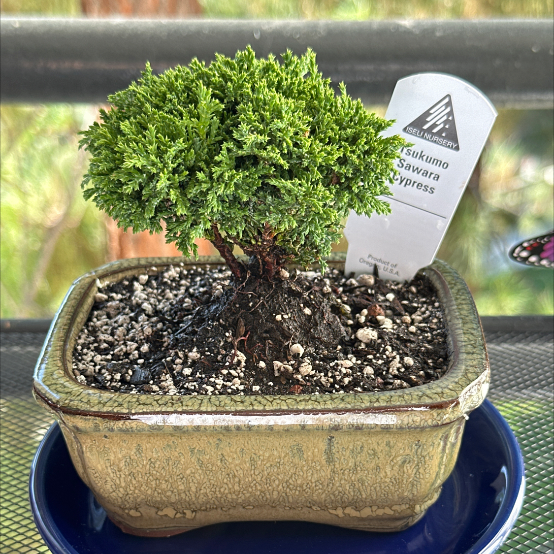 Photo of the plant species Sawara cypress by @ModestAglaonema named Tsukumo Sawara Cypress- San Mateo Golden Nursery on Greg, the plant care app