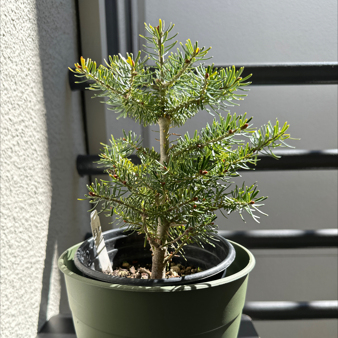 Photo of the plant species Korean fir by @ModestAglaonema named Korean Fir - Sebastopol 9/7/2024 on Greg, the plant care app