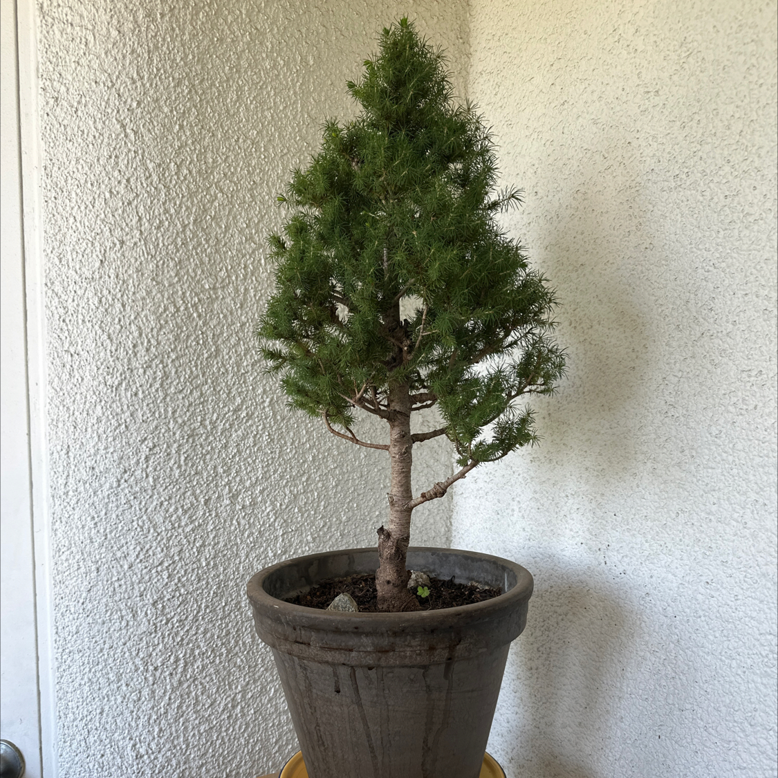 Photo of the plant species Dwarf Alberta Spruce by @ModestAglaonema named Dwarf Alberta Spruce 2 - Gilroy on Greg, the plant care app