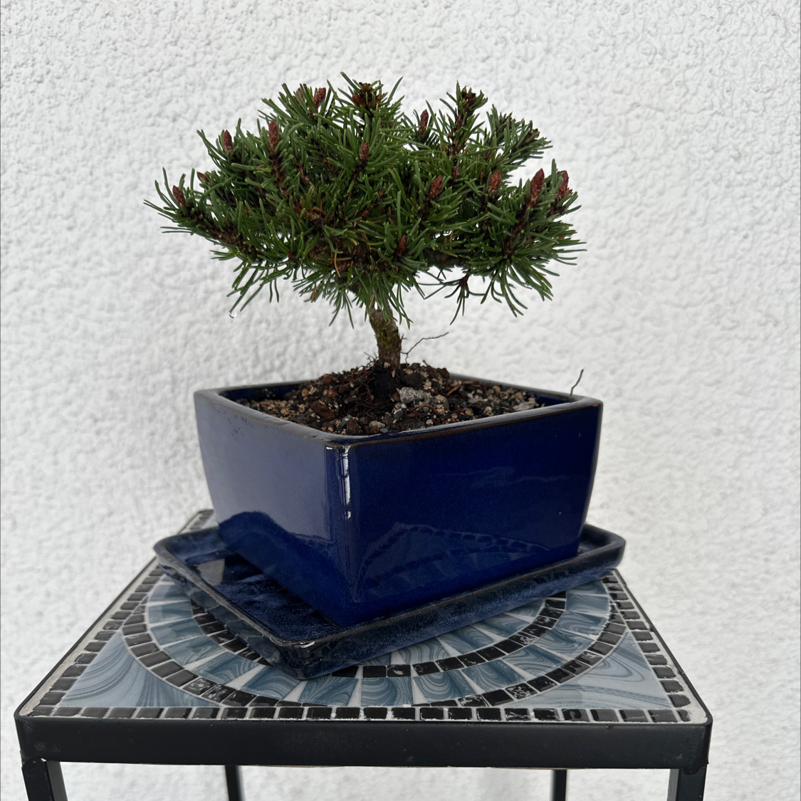 Photo of the plant species Slowmound by @ModestAglaonema named Slowmound - Black -San Mateo 8/23/25 on Greg, the plant care app