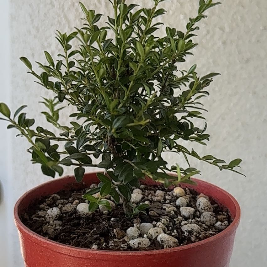 Photo of the plant species Privet Honeysuckle by @ModestAglaonema named Yamagami’s 6/22/2024 on Greg, the plant care app