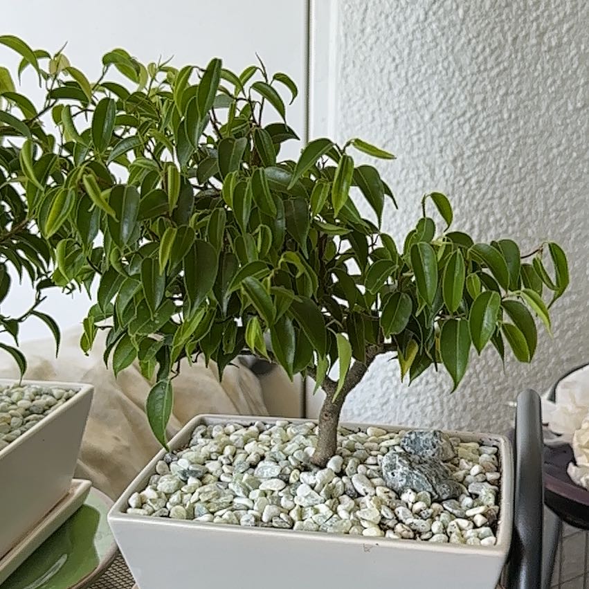 Photo of the plant species Ficus Beniamina by @ModestAglaonema named Ficus Benjamina V on Greg, the plant care app