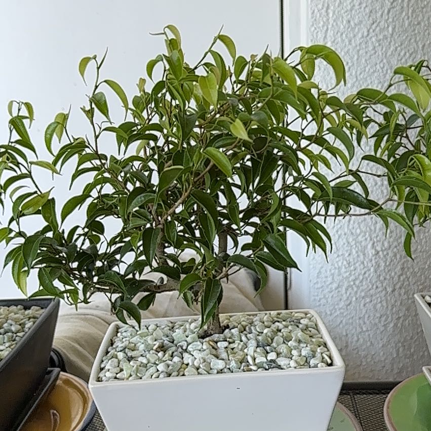 Photo of the plant species Ficus Beniamina by @ModestAglaonema named Ficus Benjamina Biggie on Greg, the plant care app